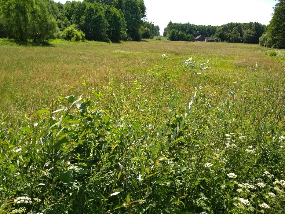 Działka budowlana Trypucie. Zdjęcie 2