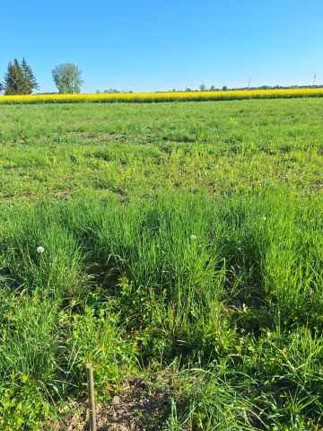 Działka budowlana Gąski, ul. Azaliowa. Zdjęcie 1