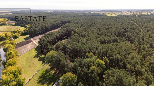 Działka leśna Maurzyce. Zdjęcie 5