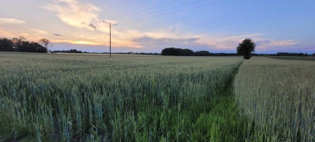 Działka rolno-budowlana Krzyżanowice. Zdjęcie 1