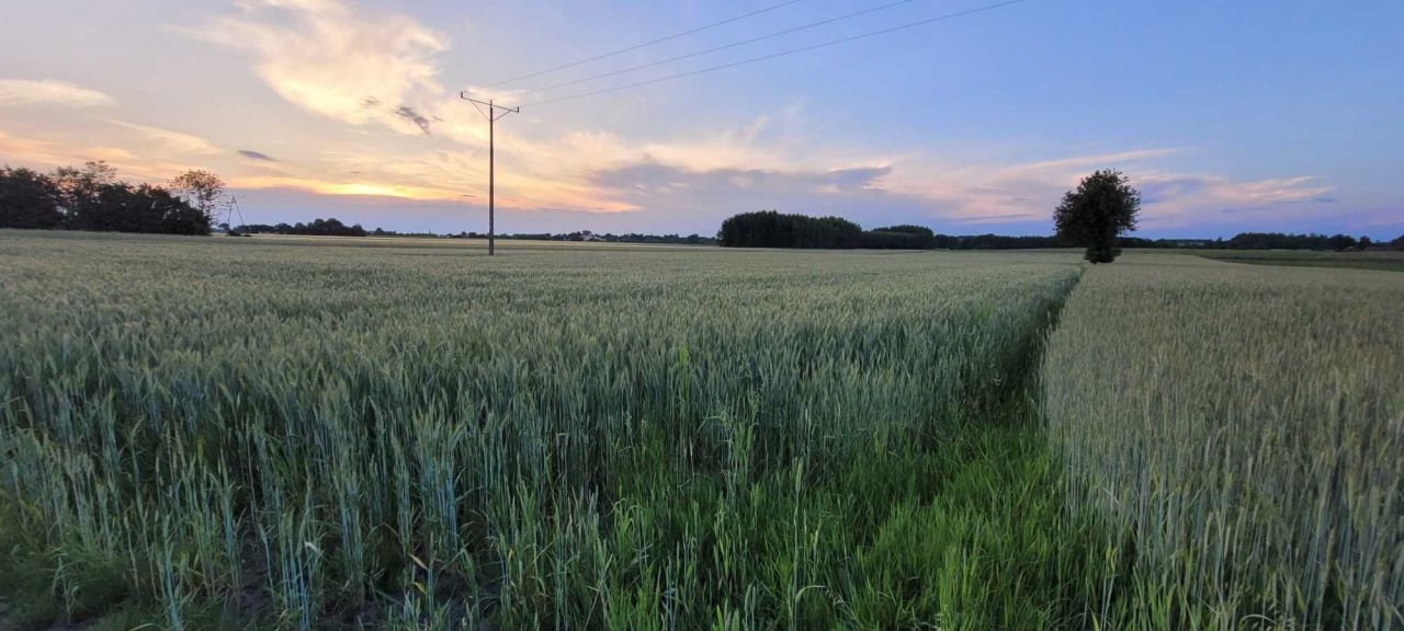Działka rolno-budowlana Krzyżanowice. Zdjęcie 1
