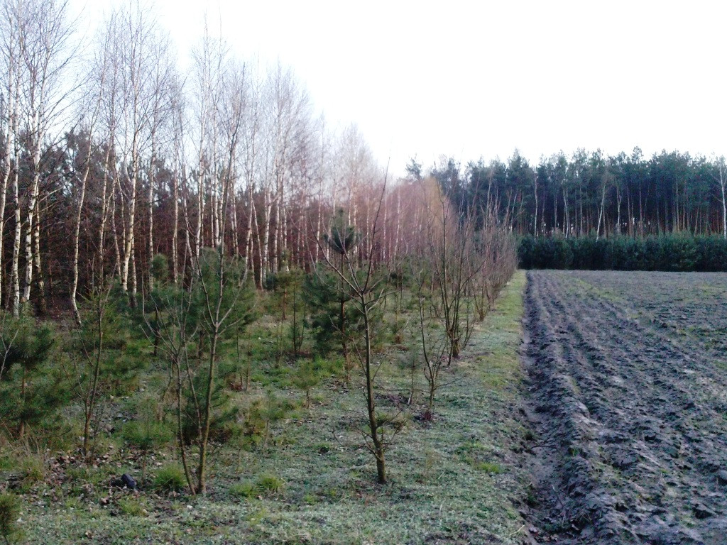 Działka rolno-budowlana Borowiny. Zdjęcie 4