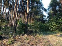 Działka budowlana Białobrzegi. Zdjęcie 3