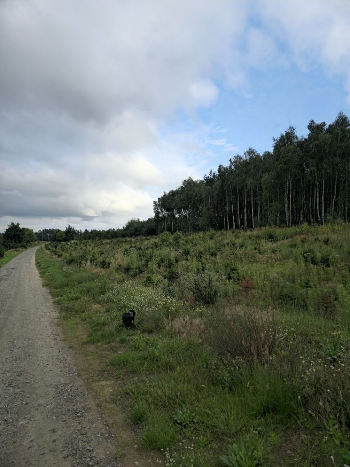 Działka budowlana Czernikowo. Zdjęcie 5
