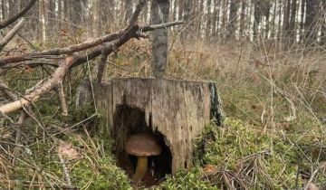 Działka budowlana Bartoszów