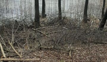 Działka leśna Borzechowo