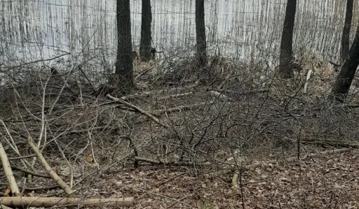 Działka leśna Borzechowo