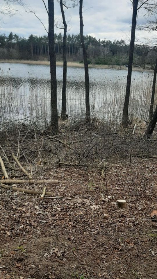 Działka leśna Borzechowo