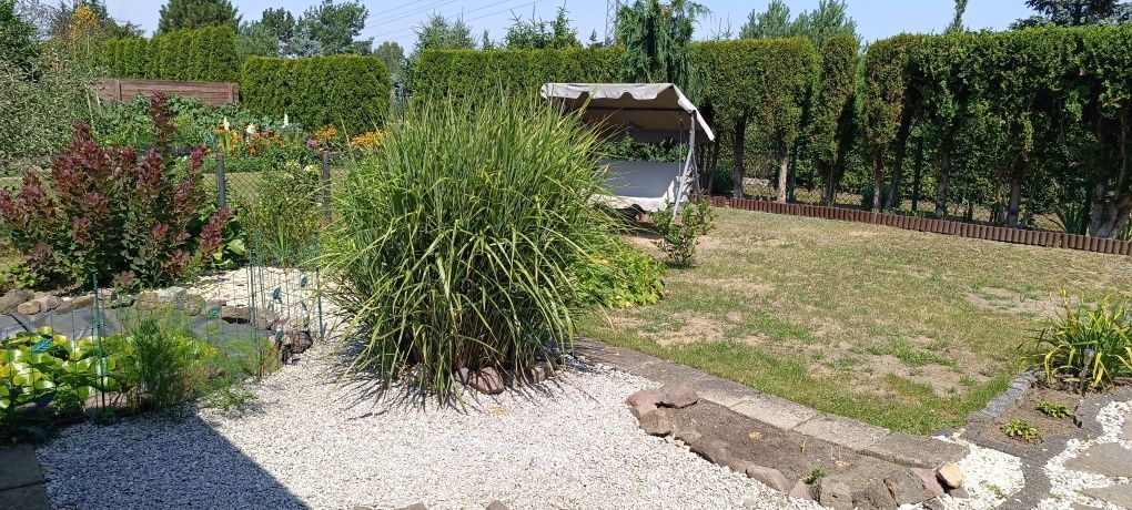Działka rod Sosnowiec Niwka. Zdjęcie 2