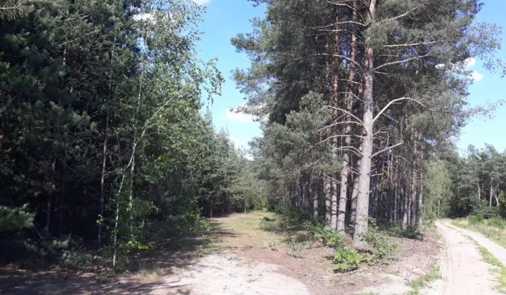 Działka leśna Dziektarzew