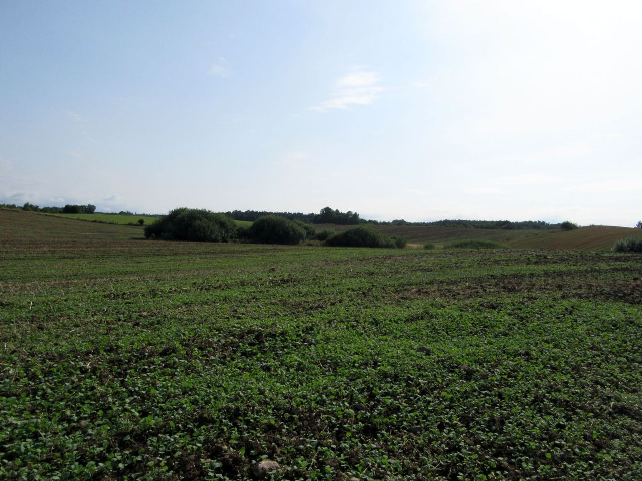 Działka rolna Strużyna. Zdjęcie 15