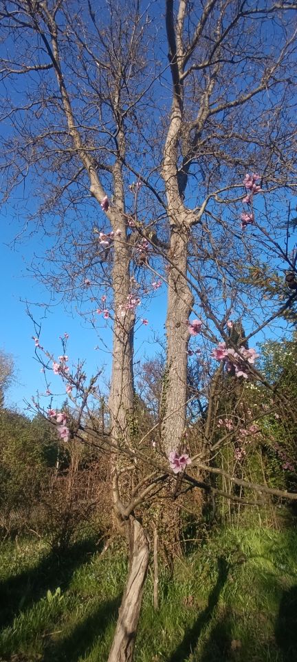 Działka rod Warszawa Mokotów, al. Niepodległości. Zdjęcie 10