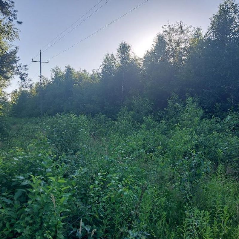 Działka budowlana Wola Ducka. Zdjęcie 1