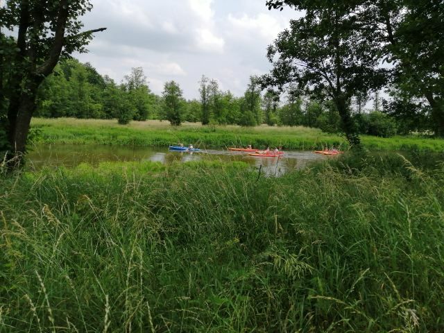 Działka leśna Starowola. Zdjęcie 2