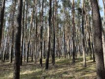 Działka leśna Wola Wężykowa. Zdjęcie 4