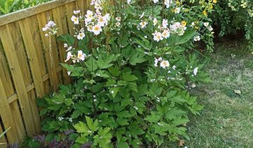 Działka rod Lublin, ul. Działkowa