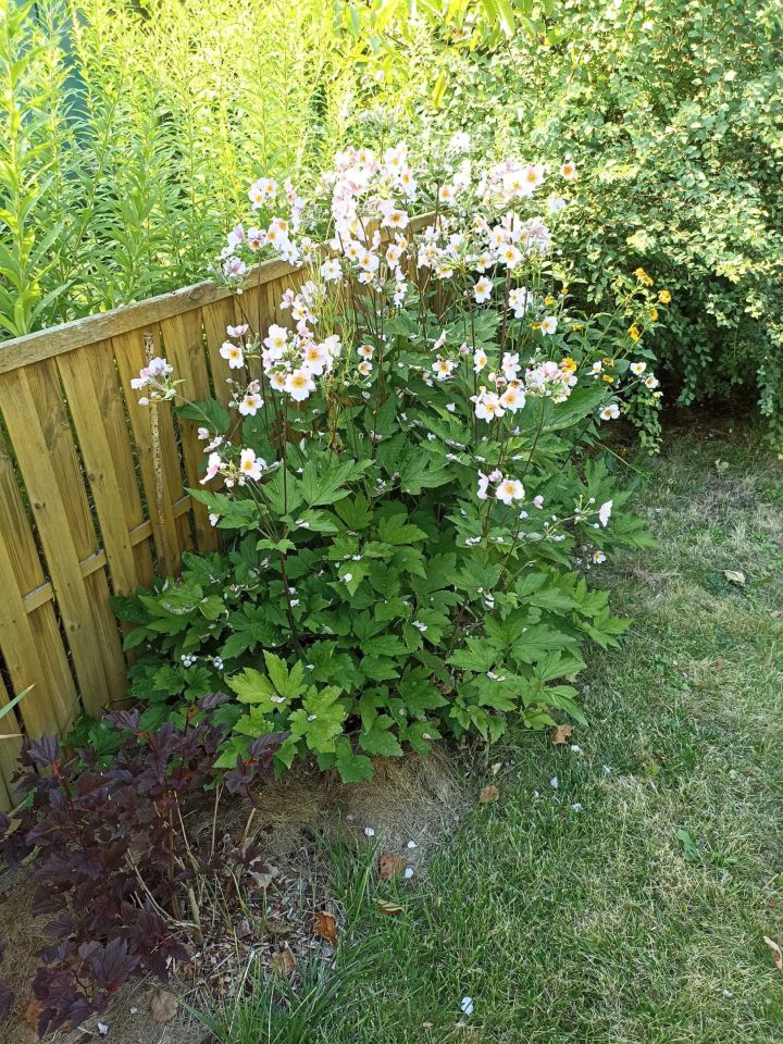 Działka rod Lublin, ul. Działkowa. Zdjęcie 2