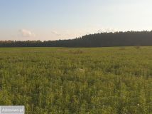 Działka budowlana Stronno, ul. Leśna. Zdjęcie 1