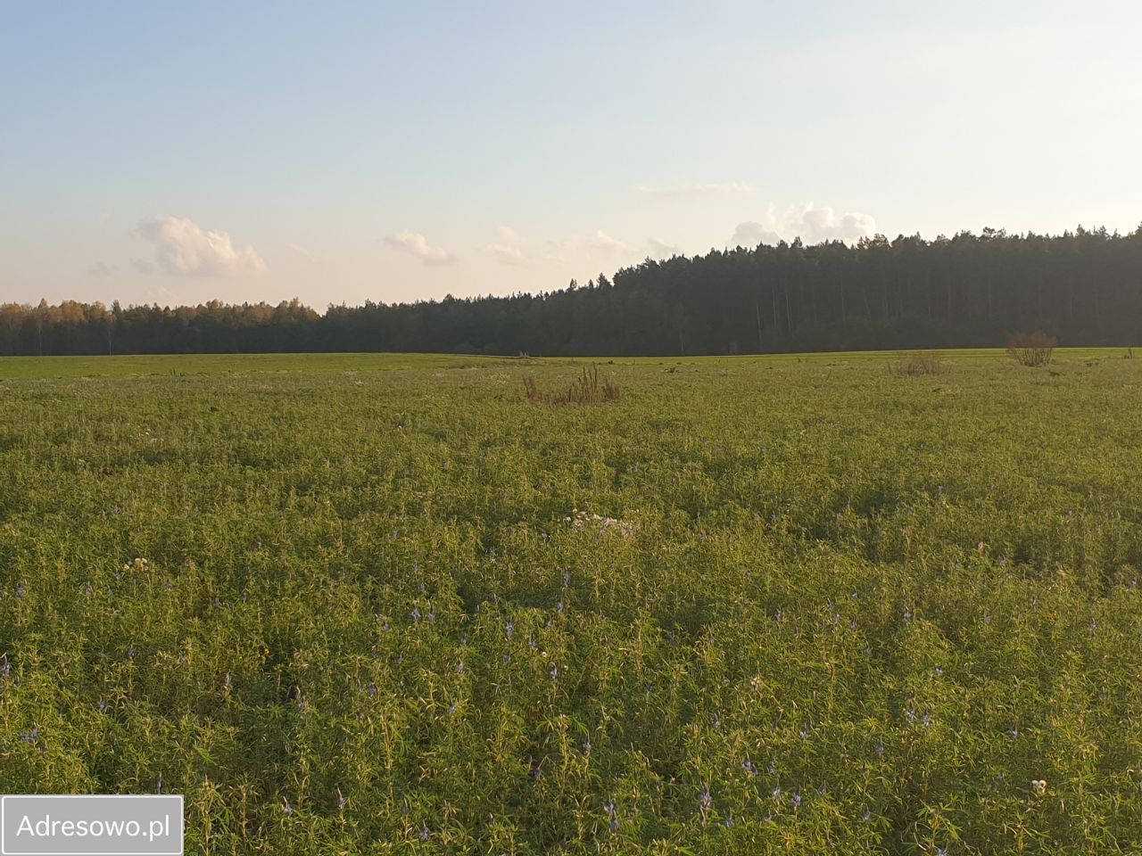 Działka budowlana Stronno, ul. Leśna. Zdjęcie 2