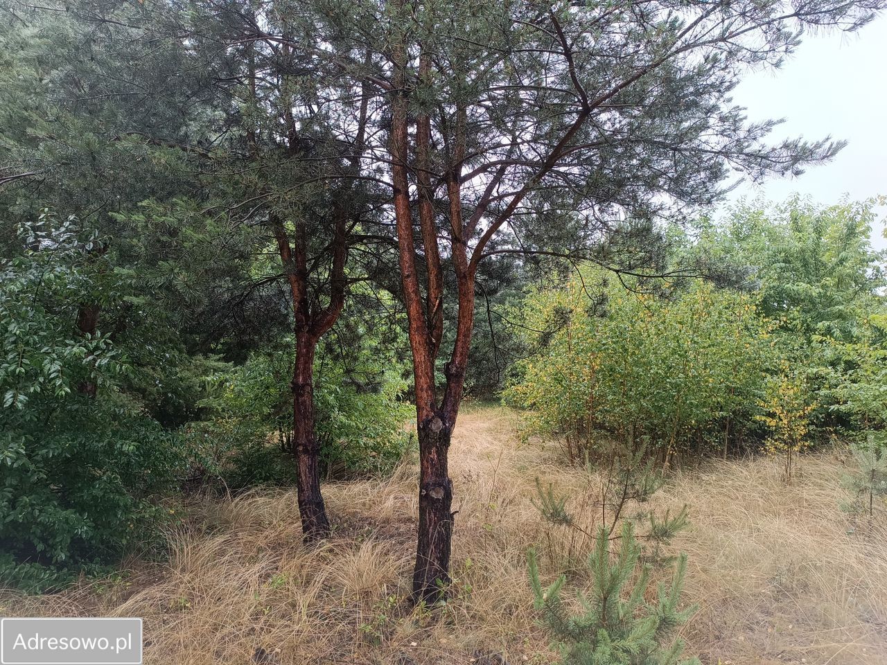 Działka budowlana Goławice Drugie. Zdjęcie 2