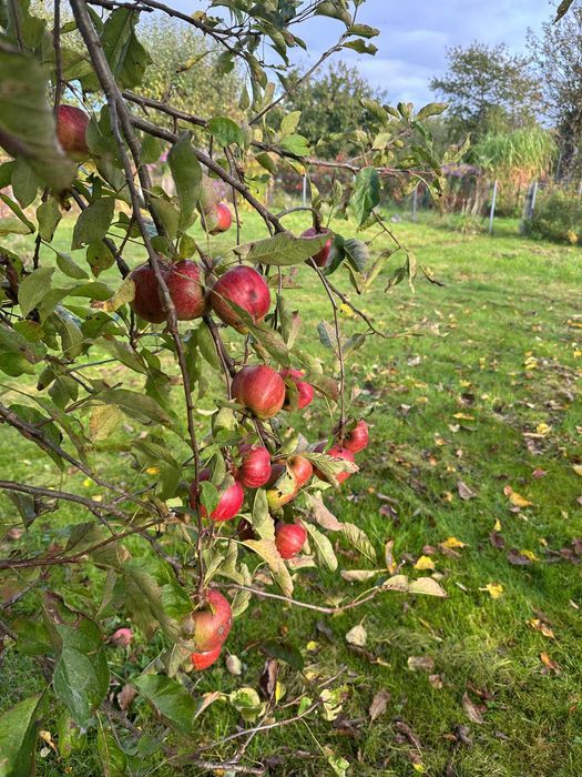 Działka rod Koszalin. Zdjęcie 4