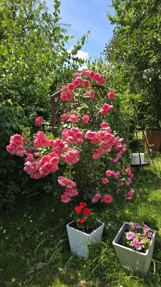 Działka rod Krosno. Zdjęcie 2