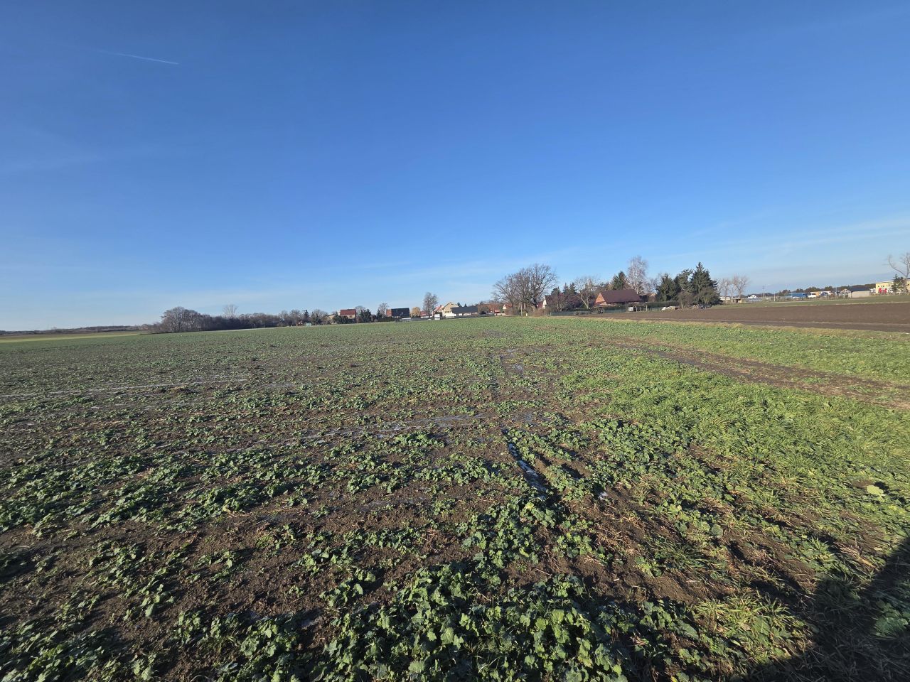 Działka rolno-budowlana Konradówka Gołaczów. Zdjęcie 2