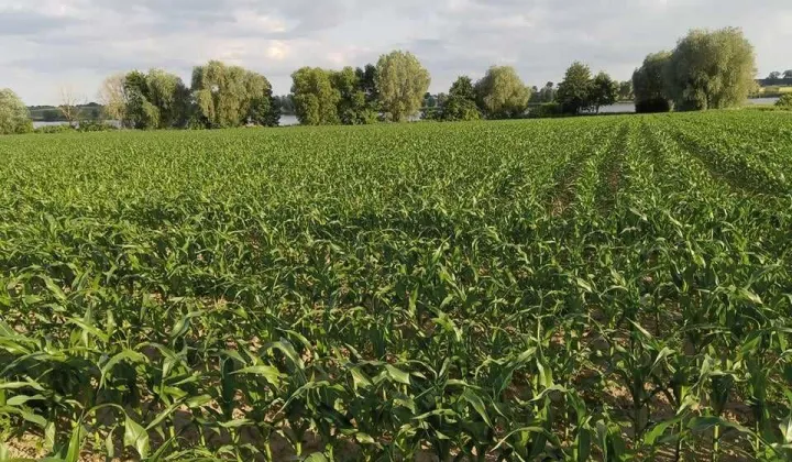 Działka rolna Tuczno