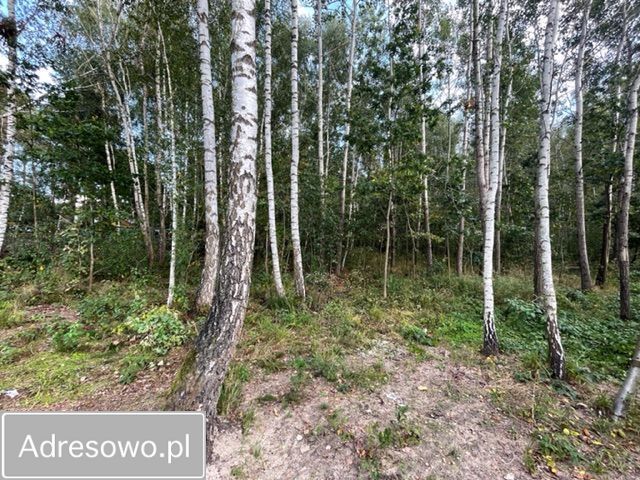 Działka leśna Baczki. Zdjęcie 9