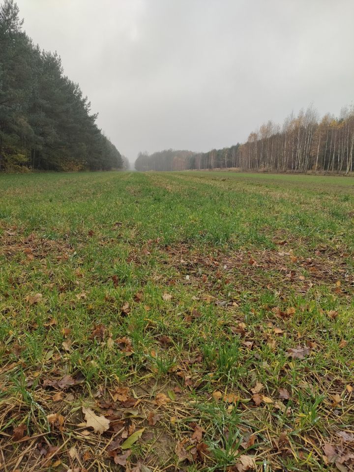 Działka rolna Jasionna. Zdjęcie 3