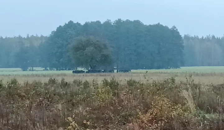 Działka leśna Werstok