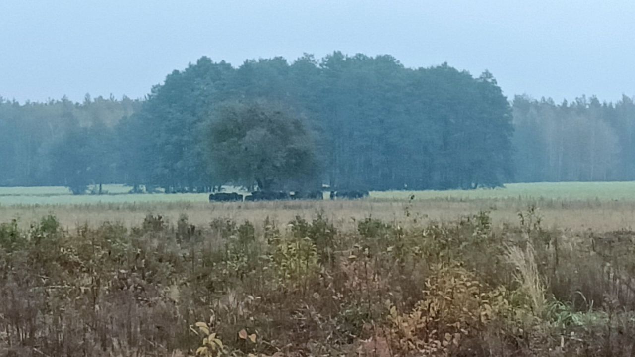 Działka leśna Werstok. Zdjęcie 1