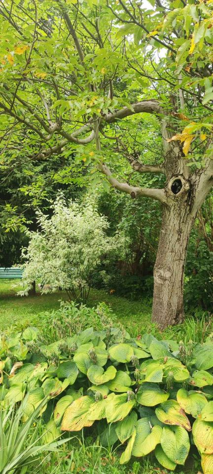 Działka rod Warszawa Mokotów, ul. Racławicka. Zdjęcie 8