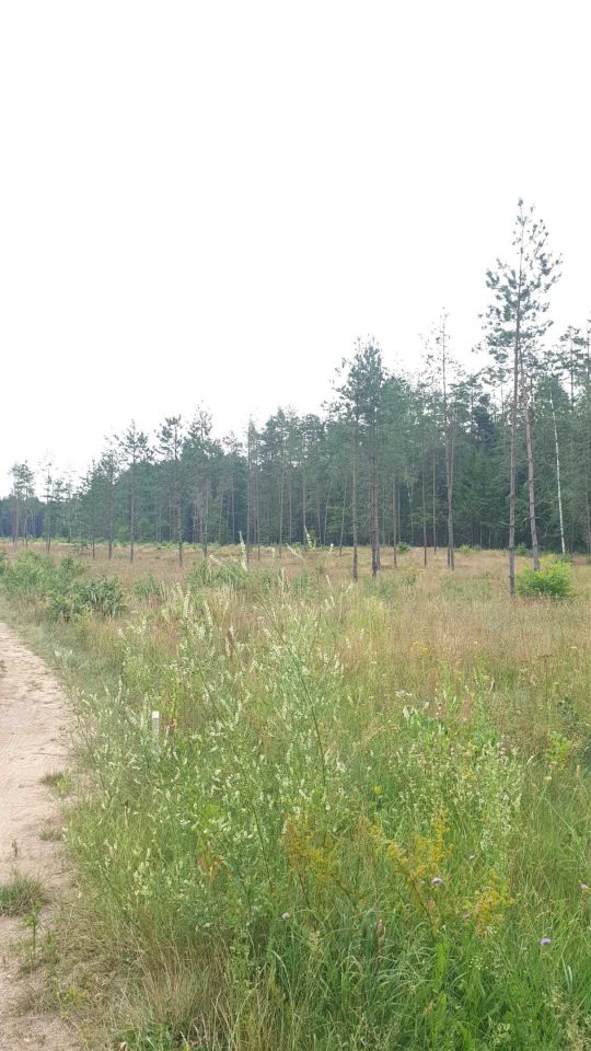 Działka rolna Wigrańce. Zdjęcie 6