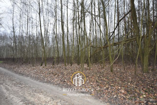 Działka leśna Jawidz Gajówka. Zdjęcie 6