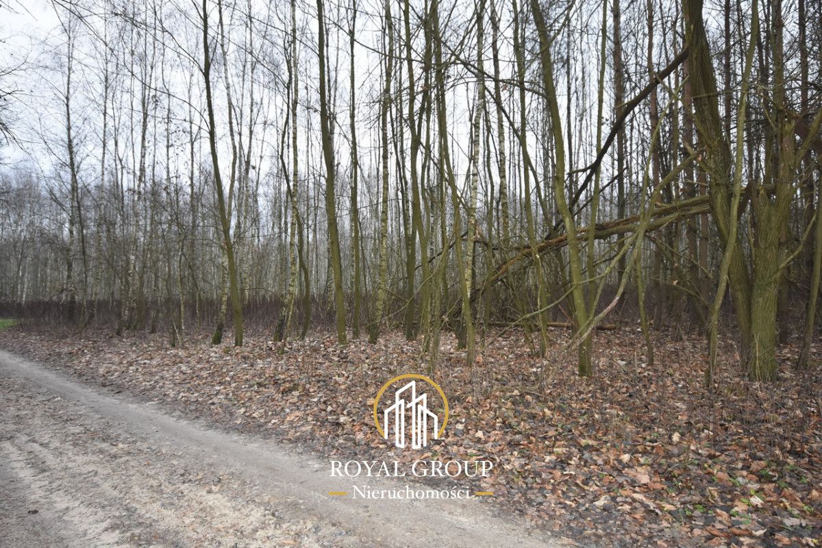 Działka leśna Jawidz Gajówka. Zdjęcie 6