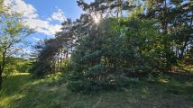 Działka leśna Otłoczyn, ul. Szlak Bursztynowy. Zdjęcie 2