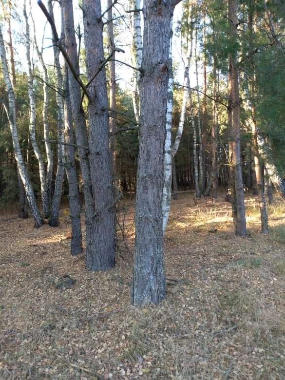 Działka Majdan Sieniawski. Zdjęcie 7