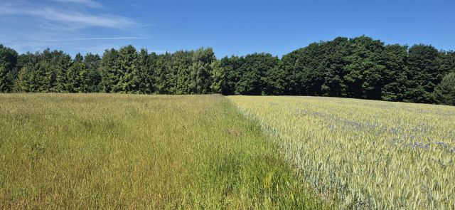 Działka rekreacyjna Sasino, ul. Stara Cegielnia. Zdjęcie 8