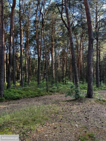 Działka leśna Żarki-Letnisko, ul. Wacława Szymańskiego. Zdjęcie 1