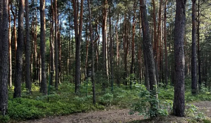 Działka leśna Żarki-Letnisko, ul. Wacława Szymańskiego