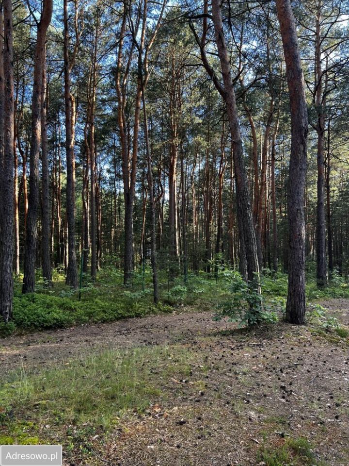 Działka leśna Żarki-Letnisko, ul. Wacława Szymańskiego