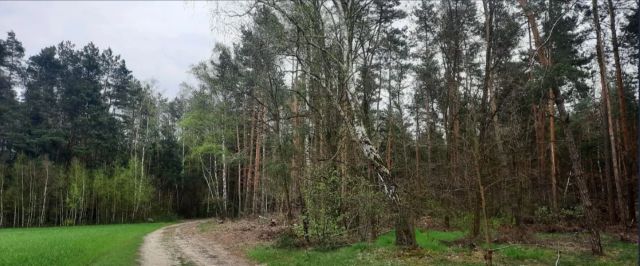 Działka rekreacyjna Mirowice, ul. Sosnowa. Zdjęcie 1