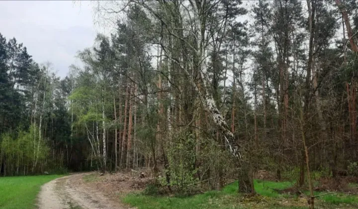 Działka rekreacyjna Mirowice, ul. Sosnowa