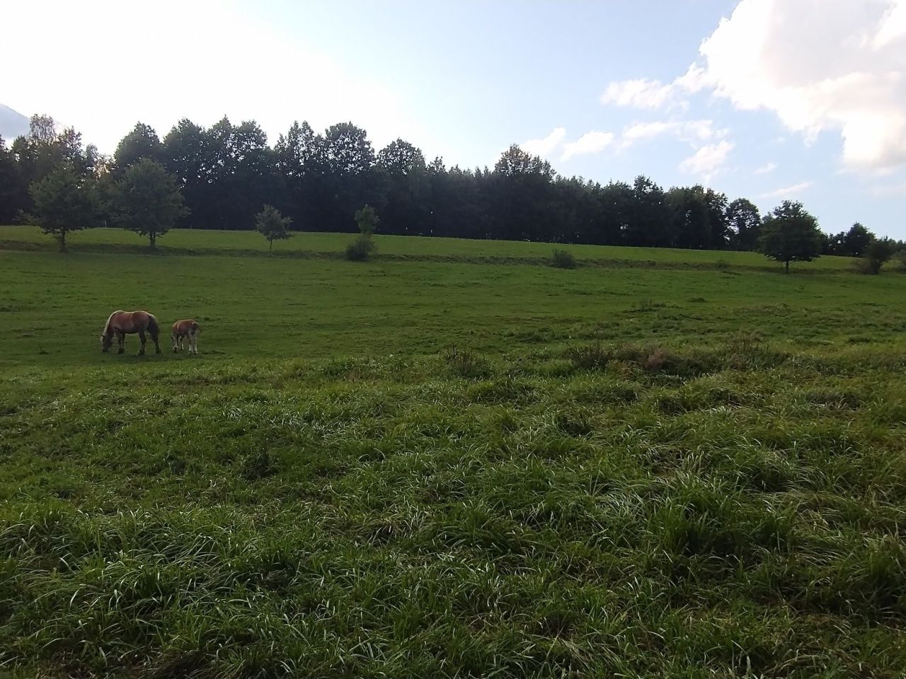 Działka budowlana Jaszkowa Górna. Zdjęcie 3