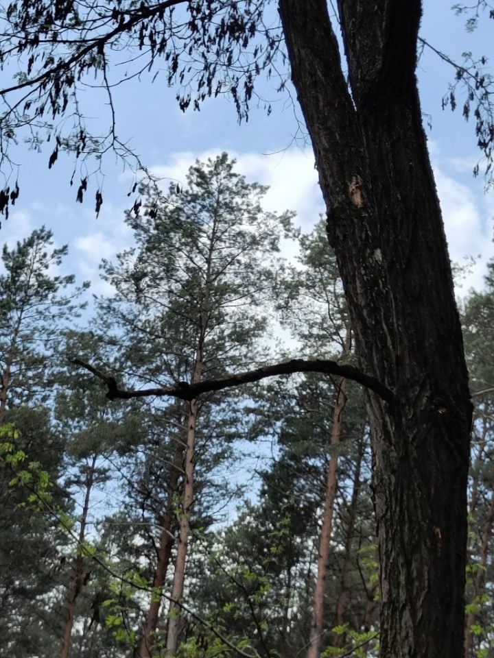 Działka budowlana Osieczna. Zdjęcie 2