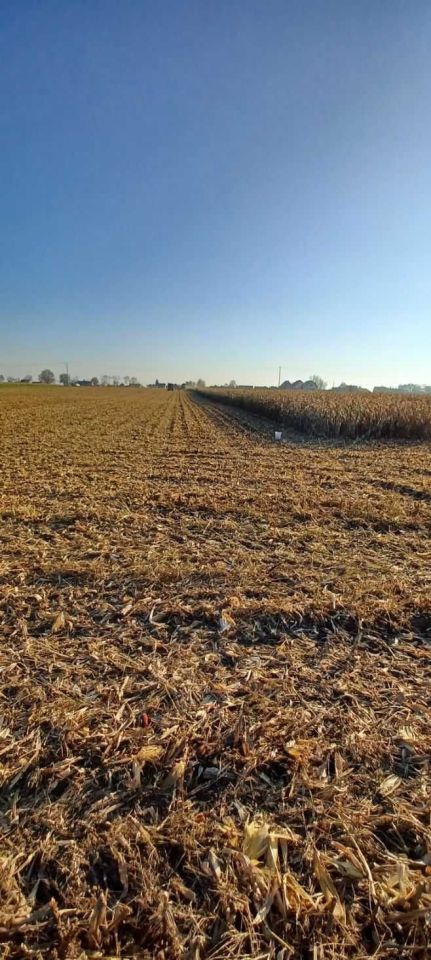 Działka rolna Zarębowo. Zdjęcie 3