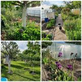 Działka rod Stargard, ul. Morska. Zdjęcie 3