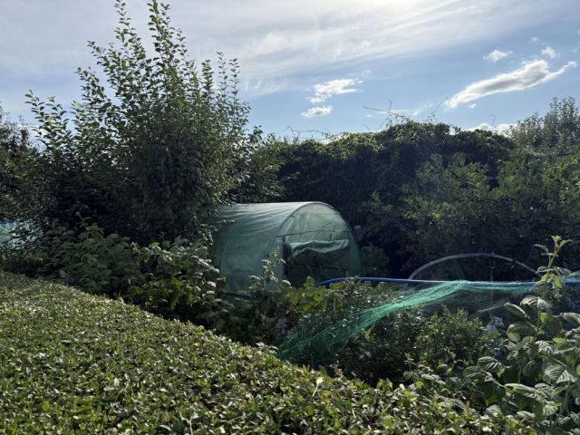 Działka rod Gorzów Wielkopolski, ul. Srebrna. Zdjęcie 1