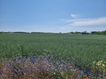 Działka budowlana Cedynia, ul. Kolonia. Zdjęcie 4